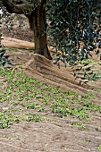 Harvesting Olives in Tuscany