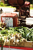 Organic Spring Onions on Tractor at Farmers Market