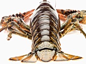 Tail End of Live Maine Lobster 