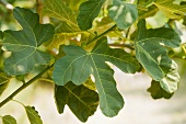 Fig Branch