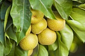 Asian Pears on a Tree