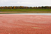 Cranberrypflanzen im Moor (Wisconsin, USA)