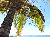 Kokosnüsse auf Palme am Meer