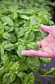 Hand Selecting Basil Leaves From Plant