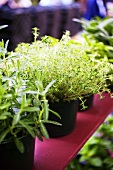 Assorted Potted Herbs at Farmer's Market