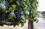 Grapes Growing at Laborie Vineyard, Paarl South Africa