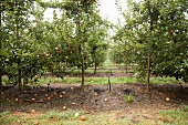 Apfelplantage in Ceres, Südafrika