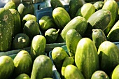 Organic Cucumbers at Farmer's Market