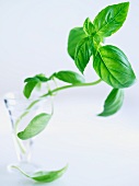 Basil Branch in a Glass Water