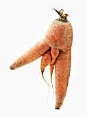 Farm Grown Carrot with Multiple Forks