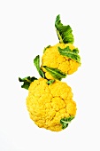 Two Heads of Yellow Cauliflower