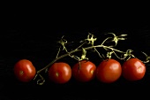 Plum Tomatoes on the Vine; Black Background