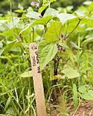 Young Organic Royal Burgundy Beans in Garden