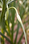 Sprouting Garlic Plant; Outdoors