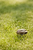 Mushroom Growing in the Grass
