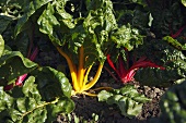 Organic Red and Yellow Swiss Chard Growing in the Garden