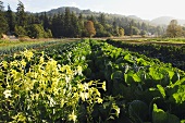 Bio-Gemüseanbau mit Wildblumen als Insektenschutz