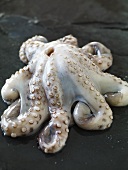 Oktopus