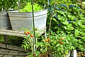 Terrasse mit Tomatenpflanzen und Kräutern