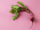 A Single Beet with Greens on a Pink Background
