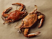 Two Steamed Maryland Blue Crabs