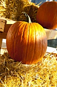 A Pumpkin on a Hay Bale