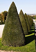 Buchsbaumkegel in Versailles, Frankreich