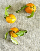 Three Clementines with Stems and Leaves