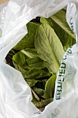 Fresh Winter Lettuce in a Plastic Bag