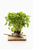 Organic Upland Watercress