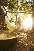 Ältere Frau füttert Hühner im Gehege