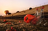 Red Bell Pepper in Shopping Cart in the Dirt