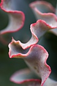 Close Up of Succulent Plant