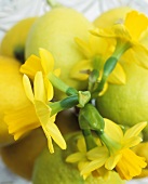 Daffodils arranged in a star shape