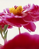 A peony (close-up)