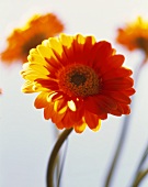 Gerbera