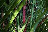 Dickicht von grünen und roten Palmenzweigen