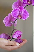 Orchideenblüte in einer Frauenhand