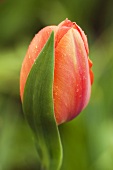 Eine Tulpe