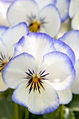 Pansies