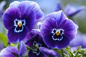 Pansies