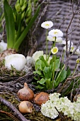 Decorative spring flowers