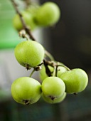 A sprig of green apples