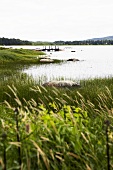 A view across reeds to a lake