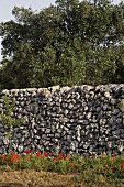 Südländischer Garten mit Mohnblumen vor Natursteinmauer und Olivenbäumen