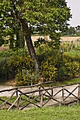 Alte Holzbrücke mit Geländer vor Feldweg und blühende Büsche
