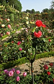 Rosengarten - Rosenstock mit roten Blüten