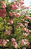 Blooming rose bush with pink flowers