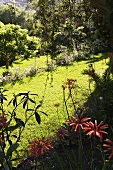 Tropische Landschaft - rote Blumen im Schatten und Wiese im Sonnenlicht