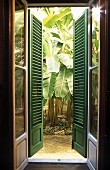 Geöffnete Terrassentür mit grünen Holzläden und Blick auf Palmengarten